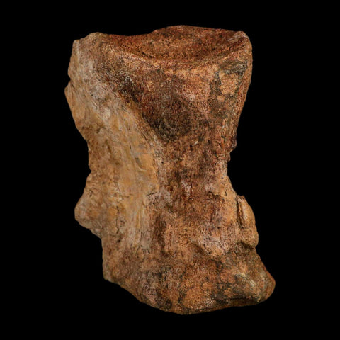 4.5" Allosaurus Fossil Vertebra Bone Morrison FM Colorado Jurassic Dinosaur COA Stand - Fossil Age Minerals