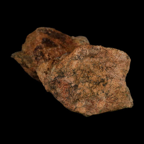 4.5" Allosaurus Fossil Vertebra Bone Morrison FM Colorado Jurassic Dinosaur COA Stand - Fossil Age Minerals