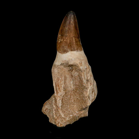 XL 5" Mosasaur Prognathodon Fossil Tooth Rooted Cretaceous Dinosaur Era COA