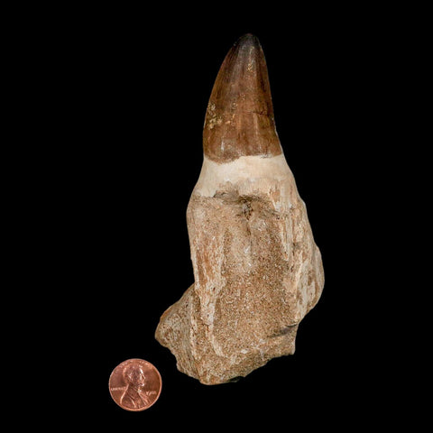 XL 5" Mosasaur Prognathodon Fossil Tooth Rooted Cretaceous Dinosaur Era COA