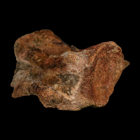 4.5" Allosaurus Fossil Vertebra Bone Morrison FM Colorado Jurassic Dinosaur COA Stand - Fossil Age Minerals