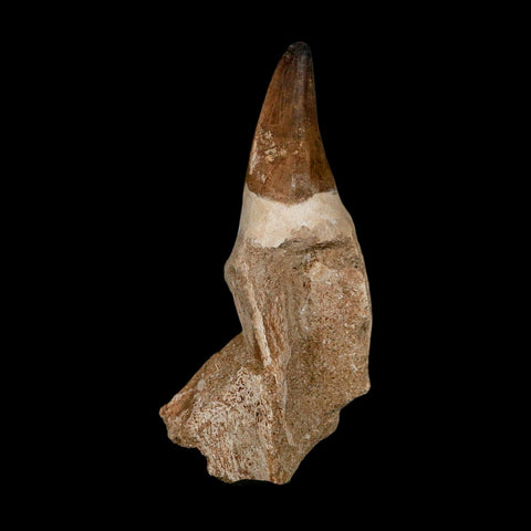 XL 5" Mosasaur Prognathodon Fossil Tooth Rooted Cretaceous Dinosaur Era COA