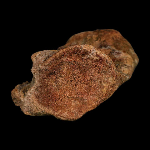 4.5" Allosaurus Fossil Vertebra Bone Morrison FM Colorado Jurassic Dinosaur COA Stand - Fossil Age Minerals