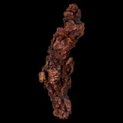 3.4" Prehistoric Coprolite Fossil Specimen Poop Dung Miocene Madagascar