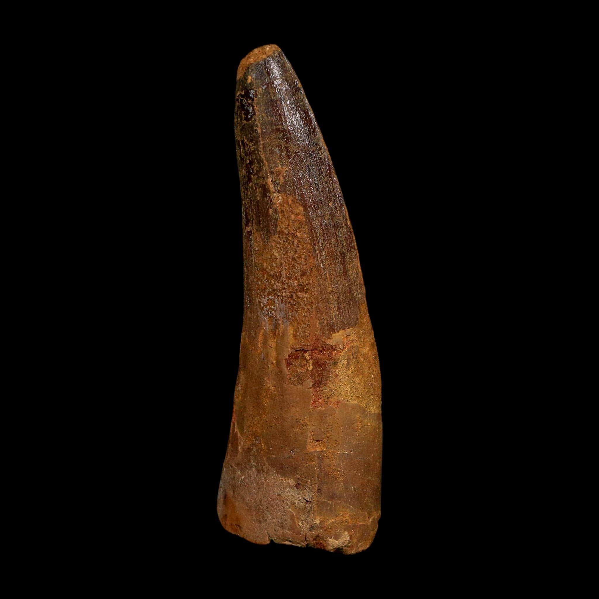 XL 3.8" Spinosaurus Fossil Tooth 100 Million Years Old Cretaceous Dinosaur COA