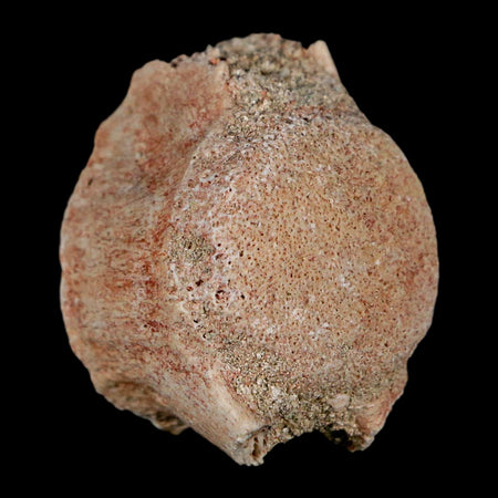 1.2" Mosasaur Fossil Vertebrae Bone Upper Cretaceous Dinosaur Era Morocco COA