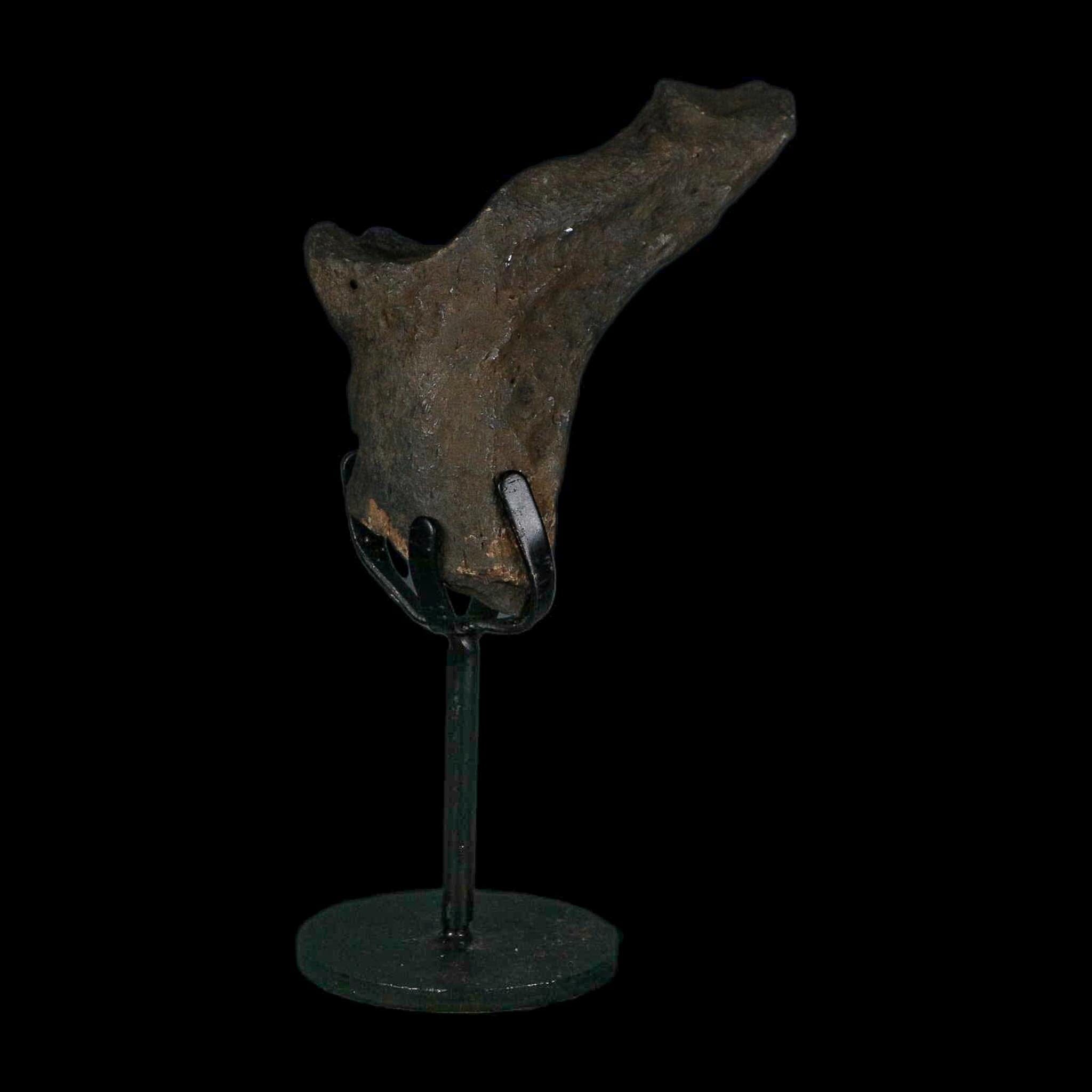 3.4" Giant Ground Sloth Rib Fossil Pleistocene Epoch North Florida Metal Stand - Fossil Age Minerals