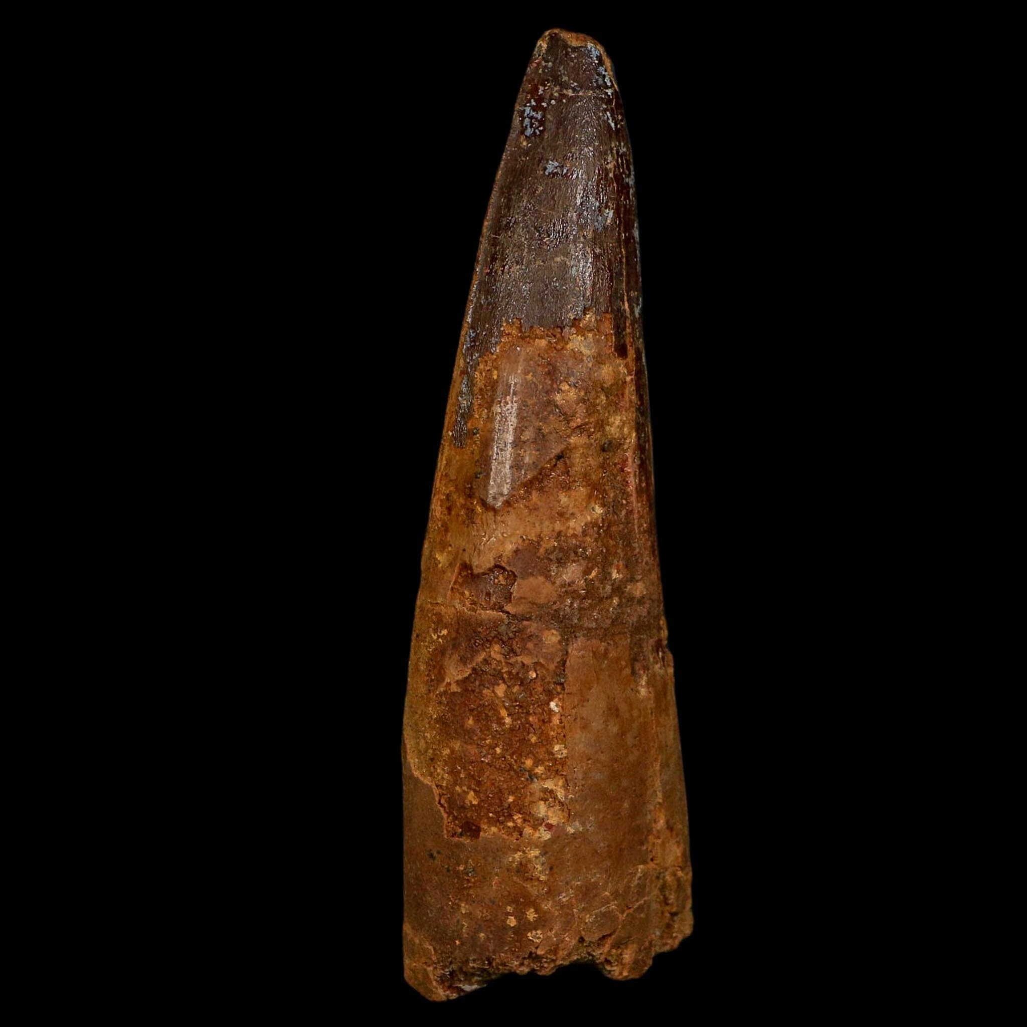 XL 3.8" Spinosaurus Fossil Tooth 100 Million Years Old Cretaceous Dinosaur COA