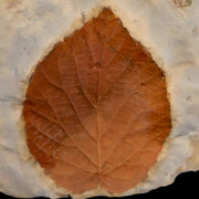 2.1" Celtis Aspera Hackberry Fossil Plant Leaf Fort Union Glendive MT Paleocene Age