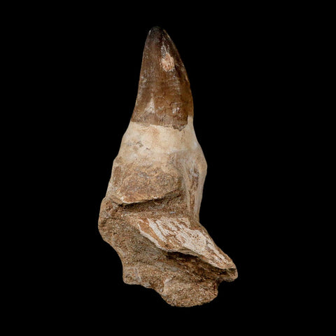 XL 5" Mosasaur Prognathodon Fossil Tooth Rooted Cretaceous Dinosaur Era COA