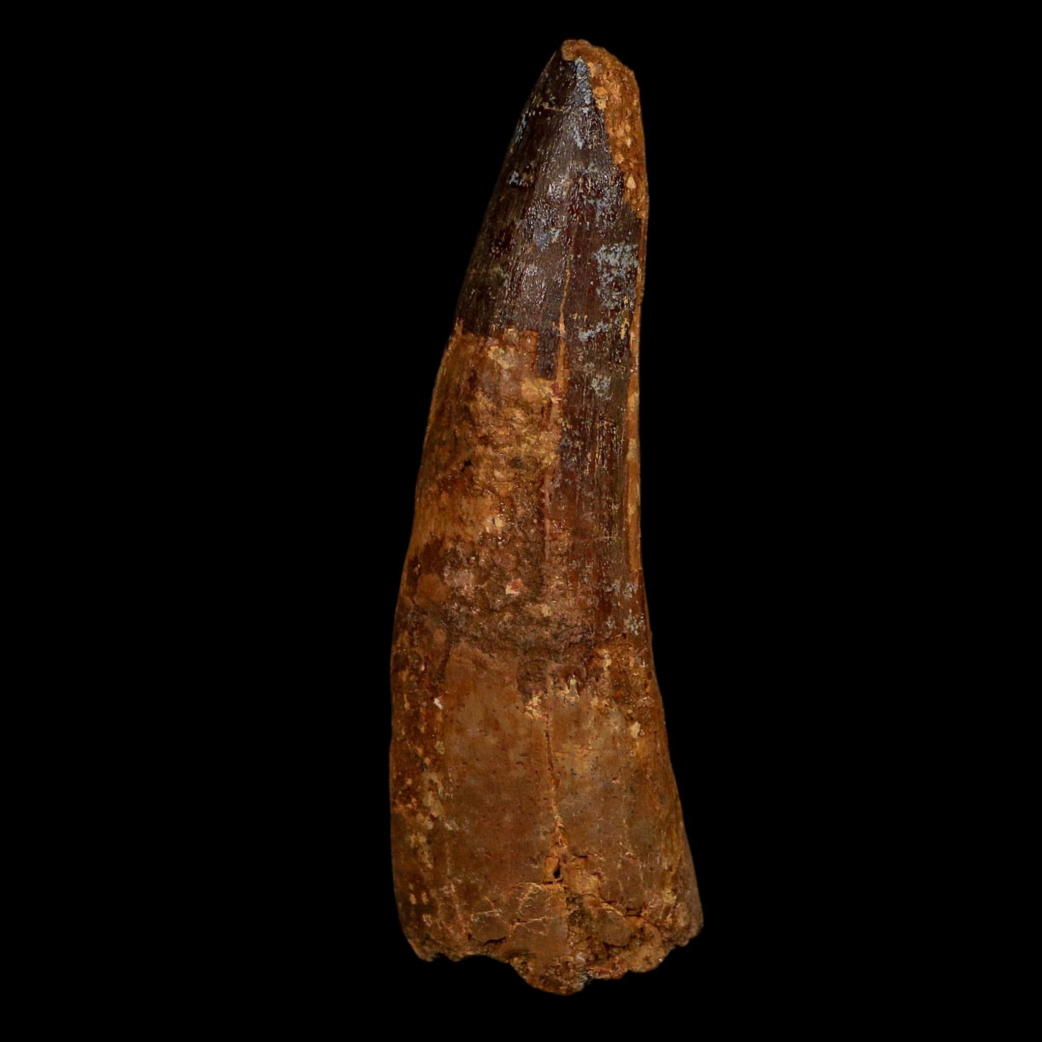 XL 3.8" Spinosaurus Fossil Tooth 100 Million Years Old Cretaceous Dinosaur COA