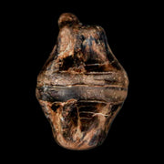 0.8" Fossil Fish Vertebrae Cretaceous Dinosaur Era Ozan Formation Texas