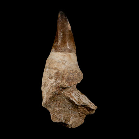 XL 5" Mosasaur Prognathodon Fossil Tooth Rooted Cretaceous Dinosaur Era COA