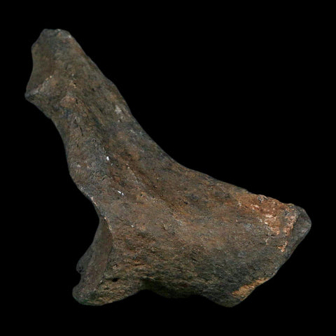 3.4" Giant Ground Sloth Rib Fossil Pleistocene Epoch North Florida Metal Stand - Fossil Age Minerals