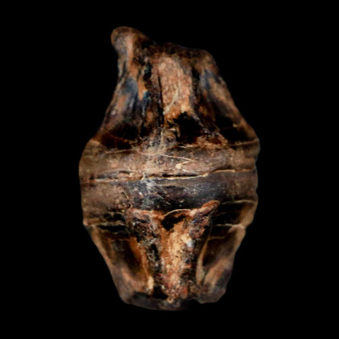 0.8" Fossil Fish Vertebrae Cretaceous Dinosaur Era Ozan Formation Texas - Fossil Age Minerals