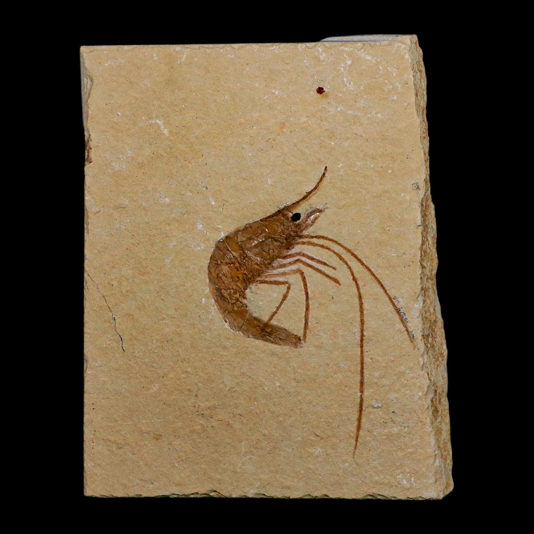 2" Fossil Shrimp Carpopenaeus Cretaceous Age 100 Mil Yrs Old Lebanon COA