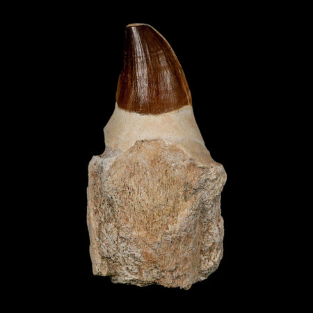 XL 4.3" Mosasaur Prognathodon Fossil Tooth Rooted Cretaceous Dinosaur Era COA