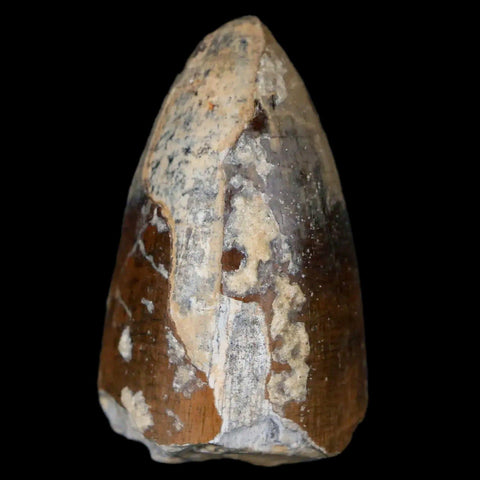 1.6" Sarcosuchus Imperator Crocodile Fossil Tooth Elrhaz FM Cretaceous Niger COA - Fossil Age Minerals