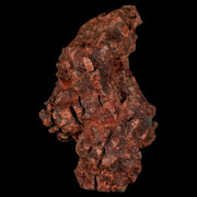 2.7" Prehistoric Coprolite Fossil Specimen Poop Dung Miocene Madagascar