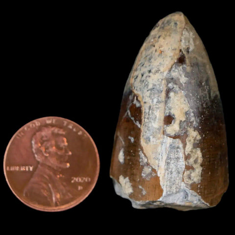 1.6" Sarcosuchus Imperator Crocodile Fossil Tooth Elrhaz FM Cretaceous Niger COA - Fossil Age Minerals