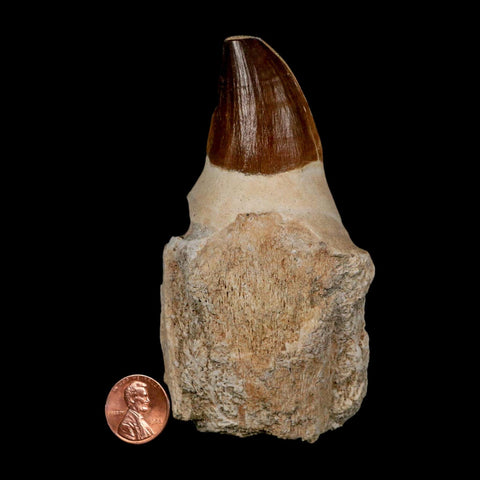 XL 4.3" Mosasaur Prognathodon Fossil Tooth Rooted Cretaceous Dinosaur Era COA