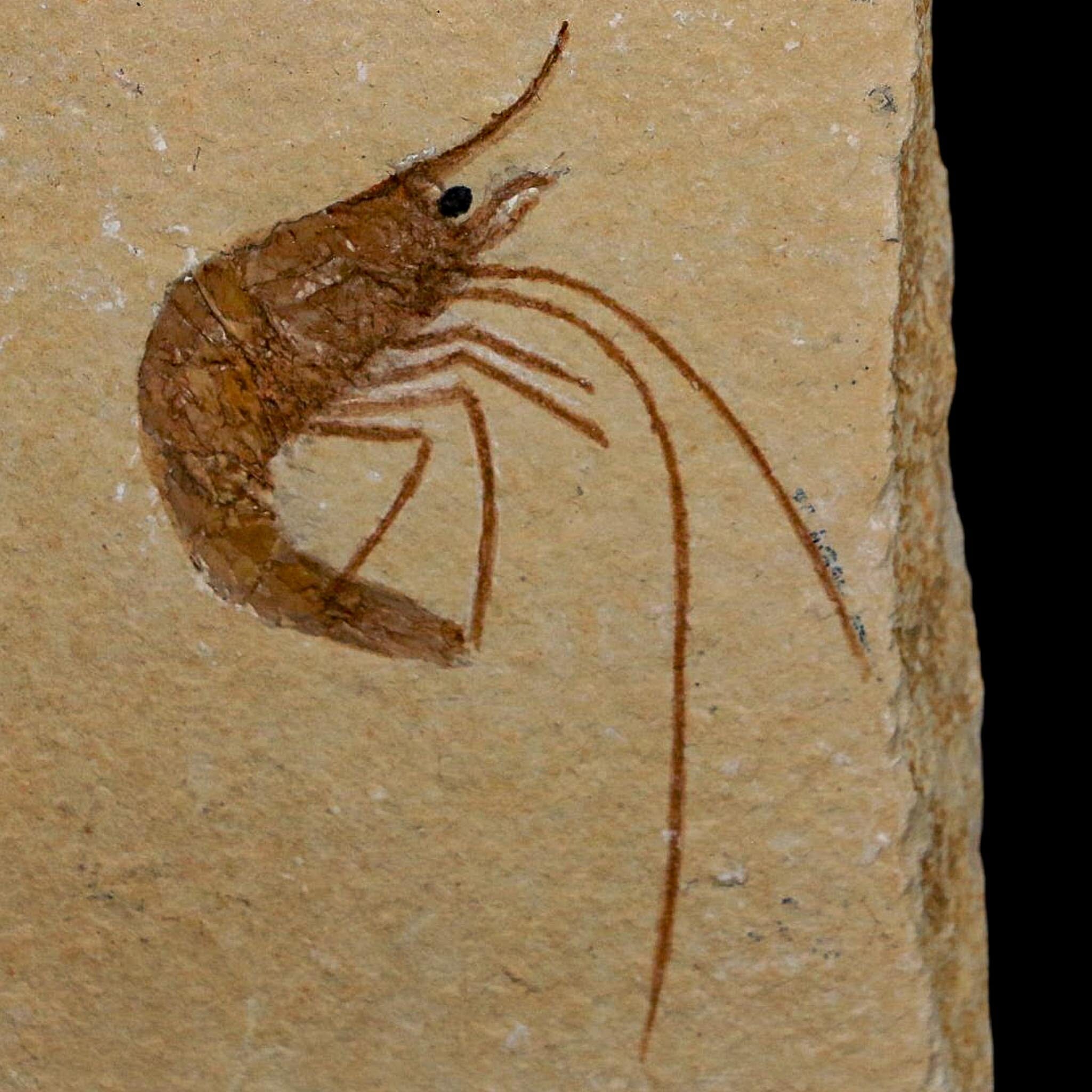 2" Fossil Shrimp Carpopenaeus Cretaceous Age 100 Mil Yrs Old Lebanon COA