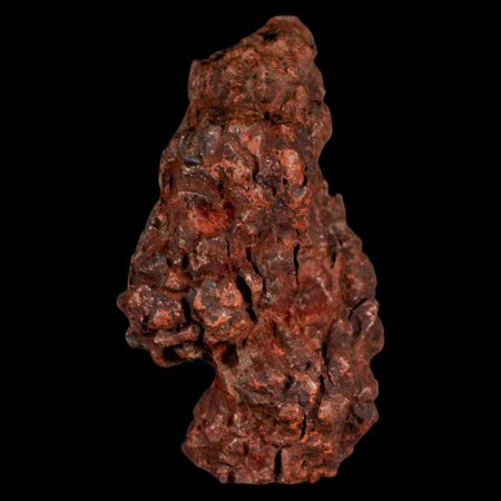 2.7" Prehistoric Coprolite Fossil Specimen Poop Dung Miocene Madagascar