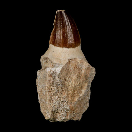 XL 4.3" Mosasaur Prognathodon Fossil Tooth Rooted Cretaceous Dinosaur Era COA