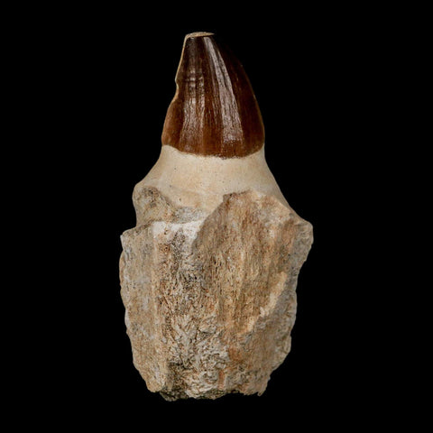 XL 4.3" Mosasaur Prognathodon Fossil Tooth Rooted Cretaceous Dinosaur Era COA