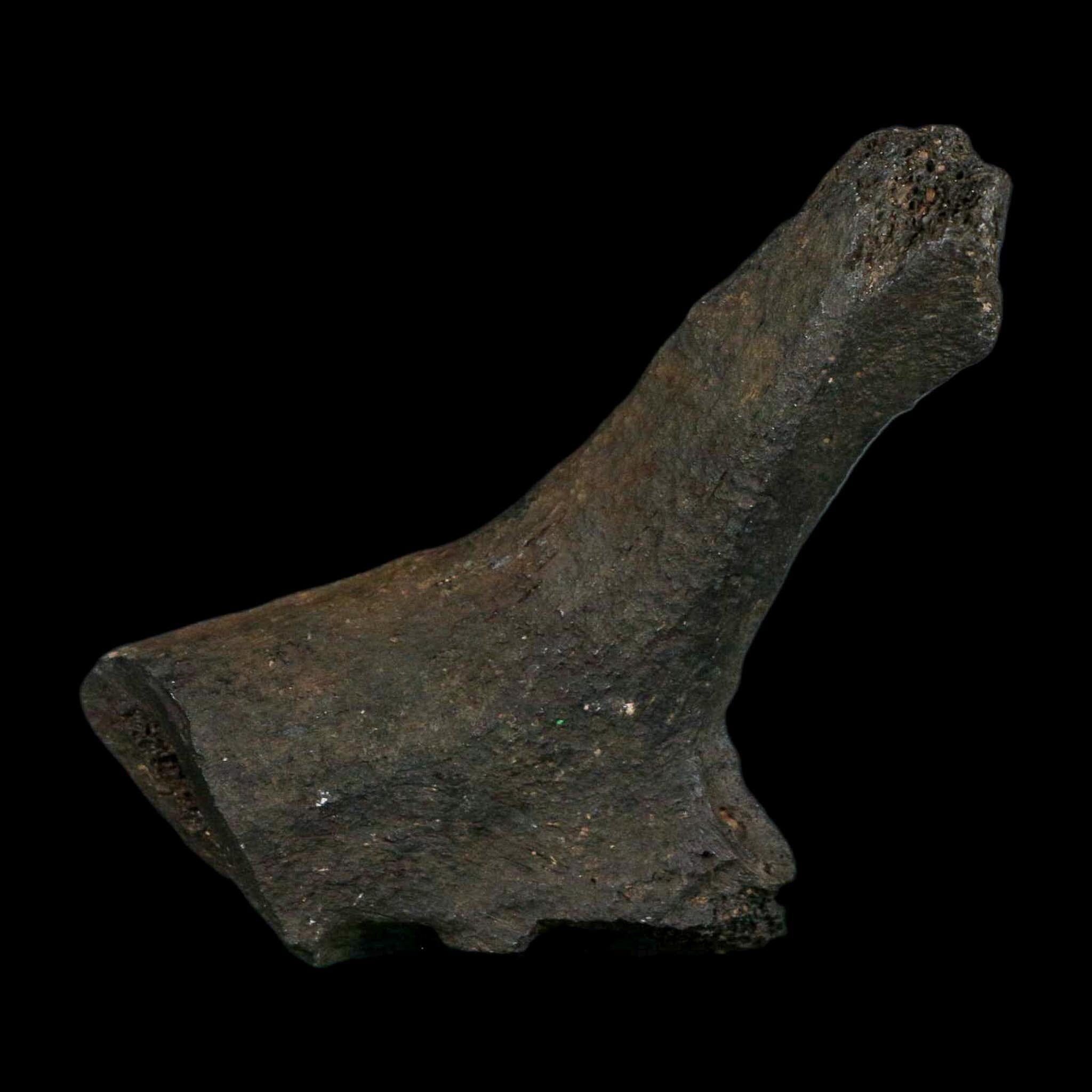 3.4" Giant Ground Sloth Rib Fossil Pleistocene Epoch North Florida Metal Stand - Fossil Age Minerals