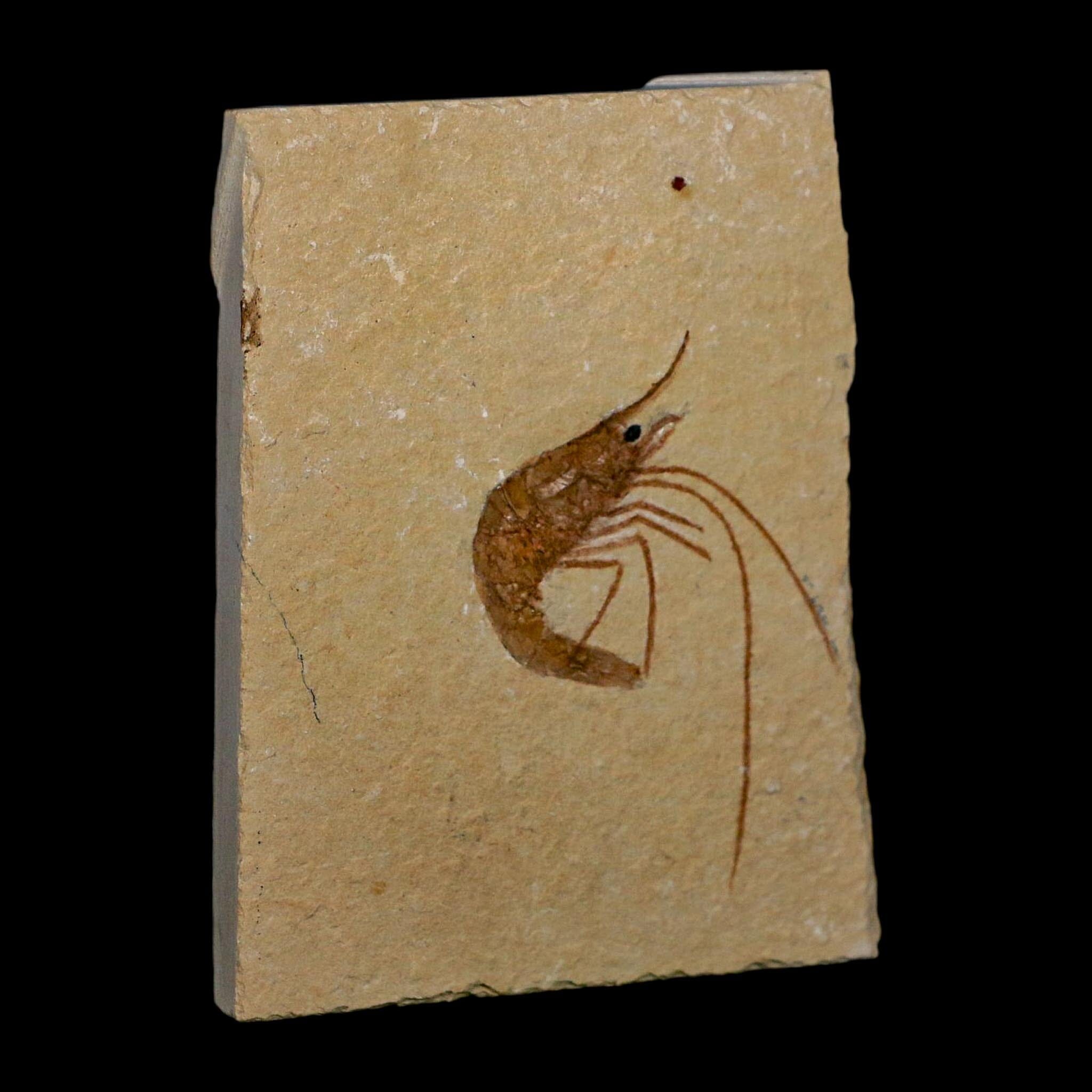 2" Fossil Shrimp Carpopenaeus Cretaceous Age 100 Mil Yrs Old Lebanon COA