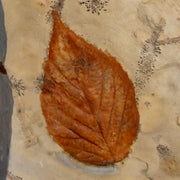 1.5" Celtis Aspera Hackberry Fossil Plant Leaf Fort Union Glendive MT Paleocene Age