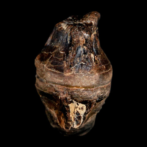 0.8" Fossil Fish Vertebrae Cretaceous Dinosaur Era Ozan Formation Texas - Fossil Age Minerals