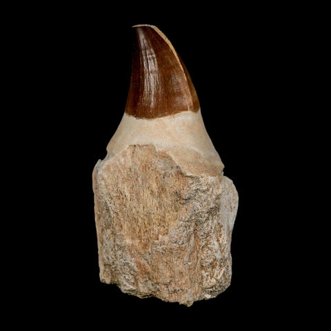 XL 4.3" Mosasaur Prognathodon Fossil Tooth Rooted Cretaceous Dinosaur Era COA