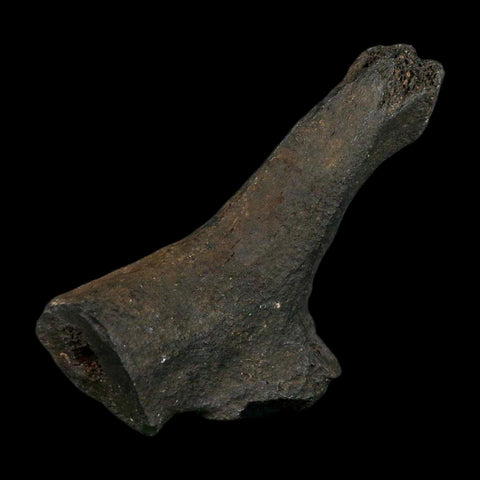 3.4" Giant Ground Sloth Rib Fossil Pleistocene Epoch North Florida Metal Stand - Fossil Age Minerals