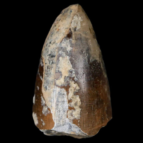 1.6" Sarcosuchus Imperator Crocodile Fossil Tooth Elrhaz FM Cretaceous Niger COA - Fossil Age Minerals
