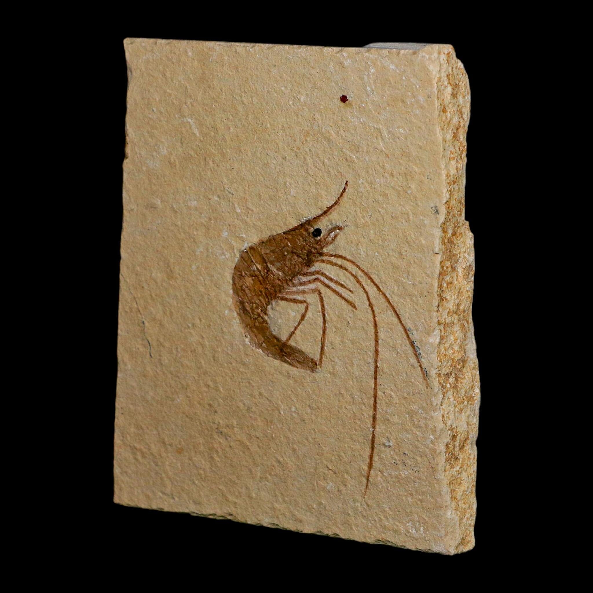 2" Fossil Shrimp Carpopenaeus Cretaceous Age 100 Mil Yrs Old Lebanon COA