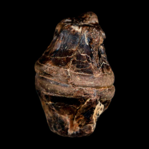 0.8" Fossil Fish Vertebrae Cretaceous Dinosaur Era Ozan Formation Texas - Fossil Age Minerals