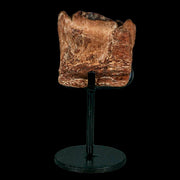 2.1" Mosasaur Fossil Jaw Section Cretaceous Dinosaur Era Texas Ozan FM COA Stand