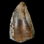 1.6" Sarcosuchus Imperator Crocodile Fossil Tooth Elrhaz FM Cretaceous Niger COA