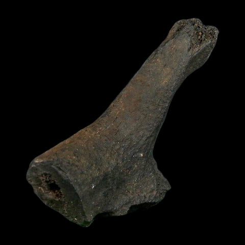 3.4" Giant Ground Sloth Rib Fossil Pleistocene Epoch North Florida Metal Stand - Fossil Age Minerals