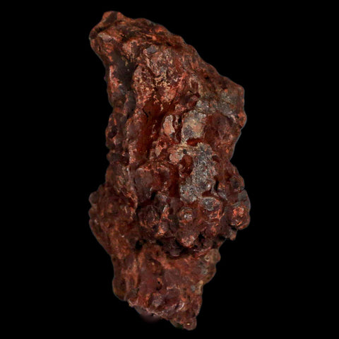 2.7" Prehistoric Coprolite Fossil Specimen Poop Dung Miocene Madagascar - Fossil Age Minerals