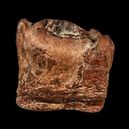 2.1" Mosasaur Fossil Jaw Section Cretaceous Dinosaur Era Texas Ozan FM COA Stand