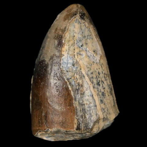 1.6" Sarcosuchus Imperator Crocodile Fossil Tooth Elrhaz FM Cretaceous Niger COA - Fossil Age Minerals