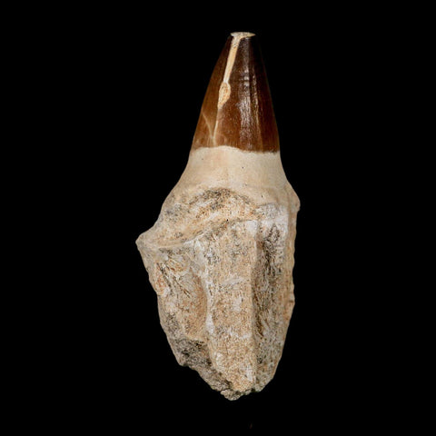 XL 4.3" Mosasaur Prognathodon Fossil Tooth Rooted Cretaceous Dinosaur Era COA