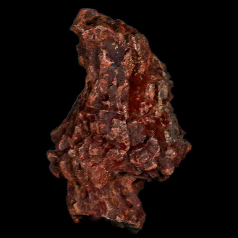 2.7" Prehistoric Coprolite Fossil Specimen Poop Dung Miocene Madagascar - Fossil Age Minerals