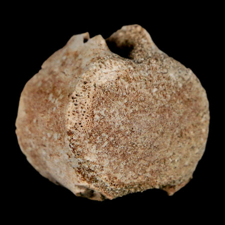 1" Mosasaur Fossil Vertebrae Bone Upper Cretaceous Dinosaur Era Morocco COA