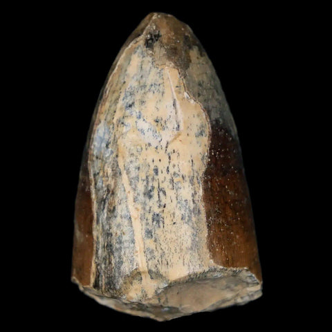 1.6" Sarcosuchus Imperator Crocodile Fossil Tooth Elrhaz FM Cretaceous Niger COA - Fossil Age Minerals