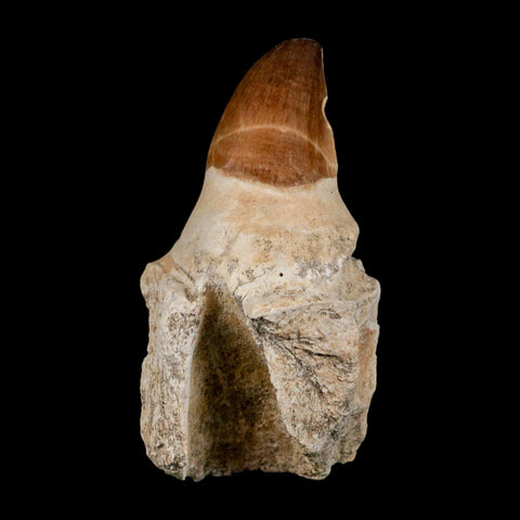 XL 4.3" Mosasaur Prognathodon Fossil Tooth Rooted Cretaceous Dinosaur Era COA