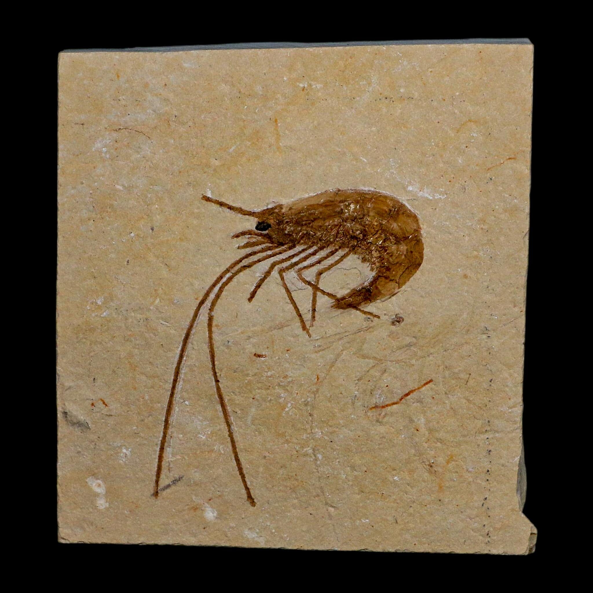 1.8" Fossil Shrimp Carpopenaeus Cretaceous Age 100 Mil Yrs Old Lebanon COA
